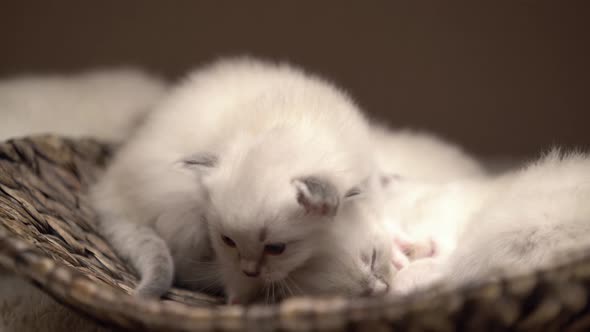 Tired and Curious Kittens