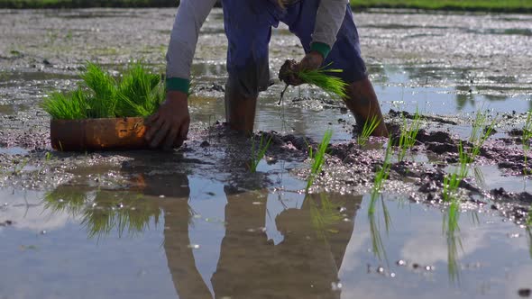 Two Undefined Women Planting Rice Seedlings on a Big Field Surrounded with Palm Trees. Rice