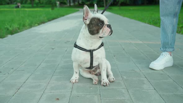 French Bulldog Sitting on Road in Park.