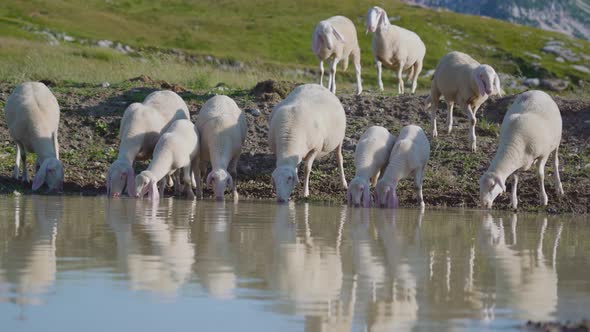 Sheep Drink Water From a Well