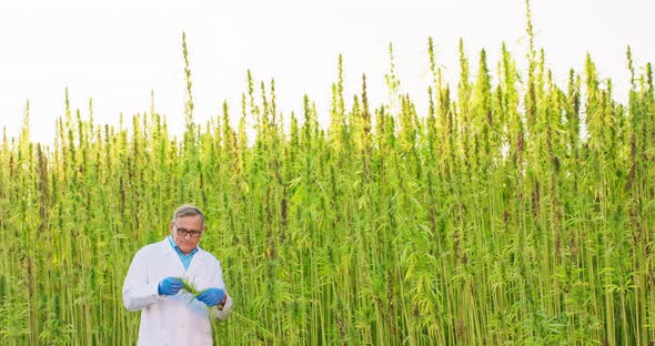 Portrait of Scientist Checking and Analizing Hemp Plants Concept of Herbal Alternative Medicinecbd