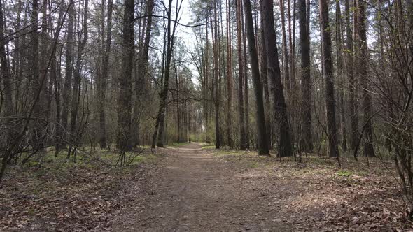 Road in the Forest During the Day Slow Motion