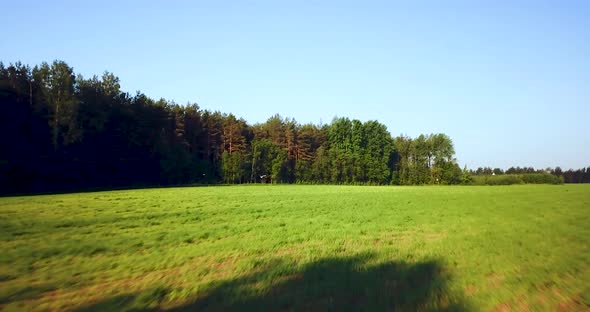 Flying Over the Green Forest and Birds. Summer Sunny Landscape. Aerial Drone Footage View. Beautiful