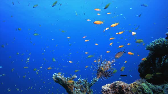 Reef Underwater Marine Scene