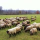 Sheeps in a field eat grass in sunny day. Long-haired domestic animals in a herd across the meadow. - VideoHive Item for Sale