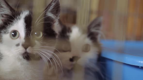 Two adorable black and white rescued kittens in animal welfare cage