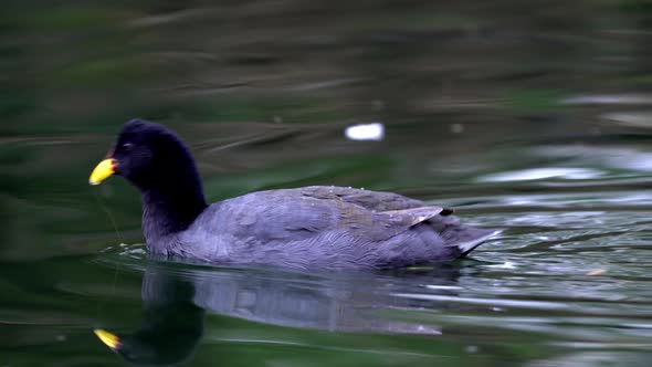 A red-fronted coot swimming on a pond to the left side of the frame