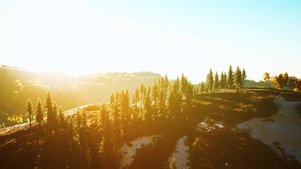 Beautiful Grove of Trees in the Alpine with Wildfire Smoke at Sunset