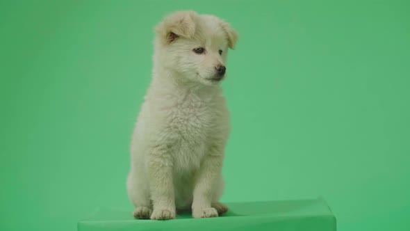 Full View Of A Wagging Tail White Dog Sitting In The Green Screen Studio Then Walking Away