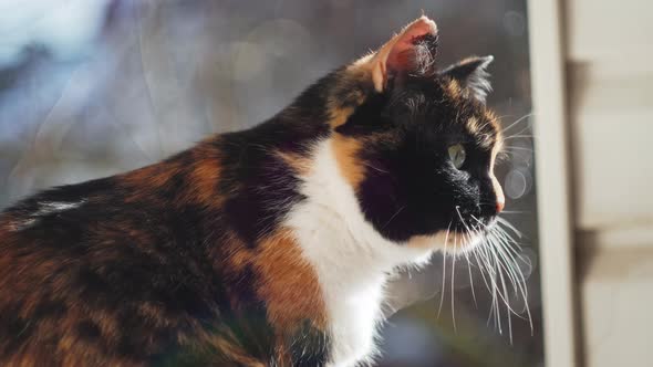 Cat Sitting on Balcony