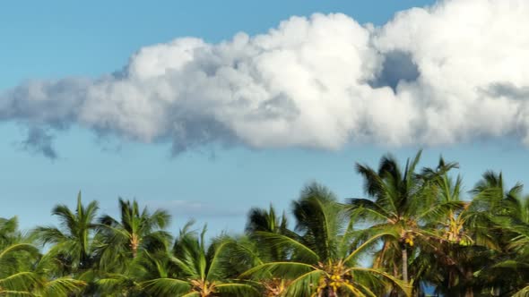 Palm Trees in Hawaii