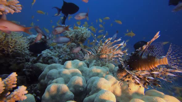 Underwater Seascape Lion Fish