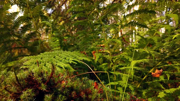 Growing Fern in a Dense Forest at Sunset