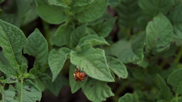 Colorado Potato Beetle Leptinotarsa Decemlineata in Potato Leaves