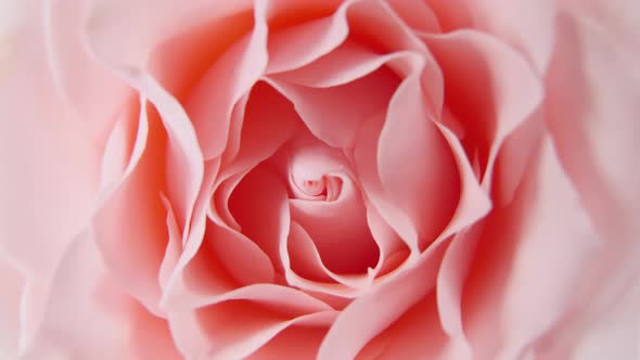 Beautiful Pink Rose Rotating on White Background Macro Shot