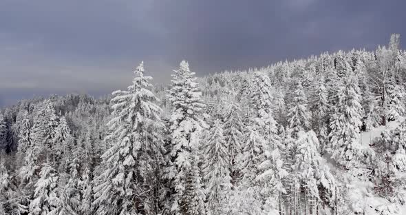 Coniferous Treetops Thickly Covered With Fresh Snow On Forest Park During Winter. - Aerial Drone Sho