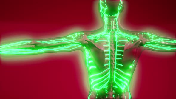 Blood Vessels of Human Body alt