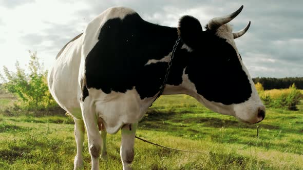 Cow looking into camera and sniffing it. Cow grazing on the green meadow in a sunny day