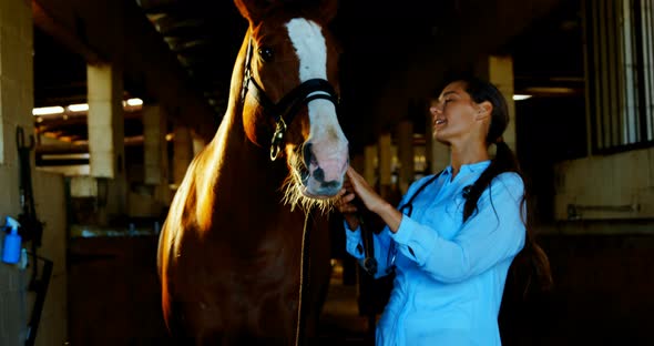 Veterinarian doctor petting a horse 4k