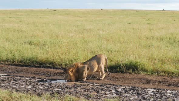 Male Lions on the rocks in Serengeti National Park Tanzania
