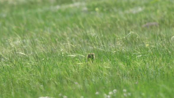 A Real Marmot in a Meadow Covered With Green Fresh Grass