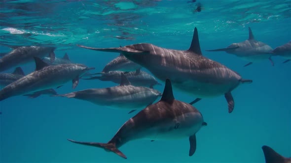 Underwater Photography of Dolphin Family