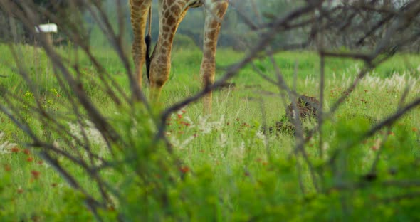 Still Shot of Giraffe Legs Walking Slowly Seen Through Branches and Grass