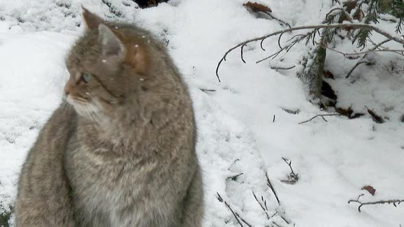 Wild cat (Felis silvestris) portrait while snowing, looking around for prey. Close-up.