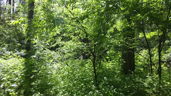 Beautiful Green Forest on a Summer Day Slow Motion