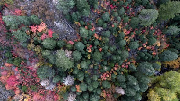 Top down aerial view looking at tree tops in color Fall foliage