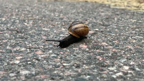 Close-up of snail on the sidewalk