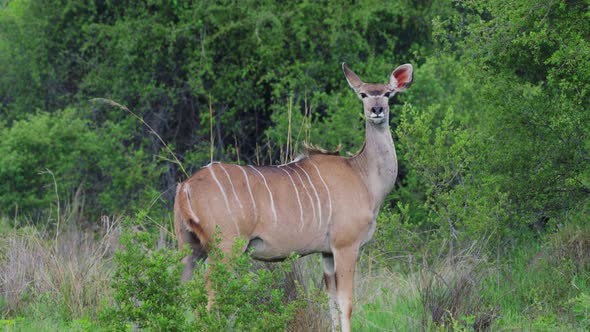 Female Greater Kudu (Tragelaphus Strepsiceros) In Greenery Landscape At Khwai In Botswana, Southern