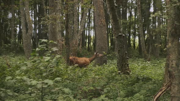 Deer eating leaves in the forest