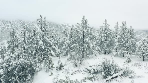 Winter Forest Nature Background 