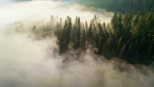 Sun Rays Breaking Through the Trees in Light Fog