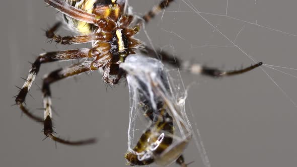 A Metepeira spider still sucking on nutritious bodily fluids of it's prey - Extreme close up