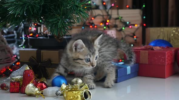 Cute Tabby Kitten Playing In A Gift Box With Christmas Decoration