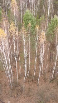 Vertical Video of an Autumn Forest During the Day