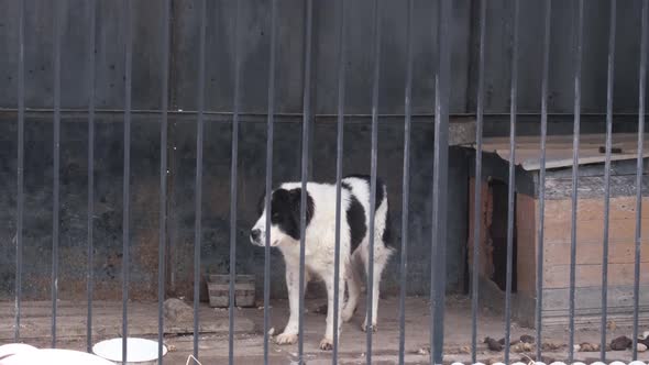 Alabai with a Sad View in a Shelter for Homeless Animals