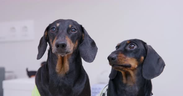 Dachshund Dogs Wait for Food in Room Against White Wall