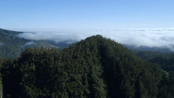 Thick Forests and Mountain Landscape of Madeira