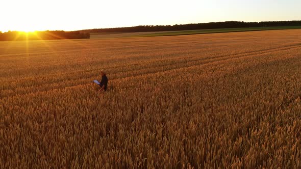 Aerial view of farmer walking in field. Male farmer walking through wheat field and examining growth