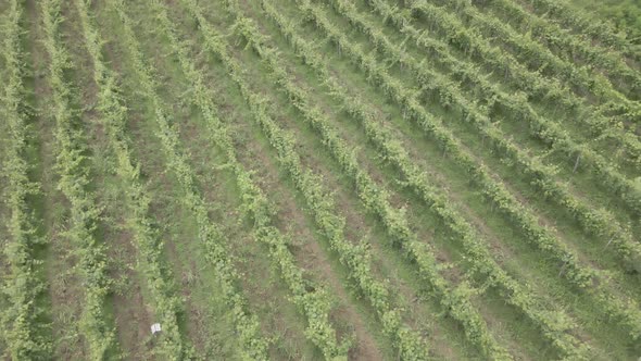 Aerial flight over beautiful vineyard landscape in Babaneuri, Georgia