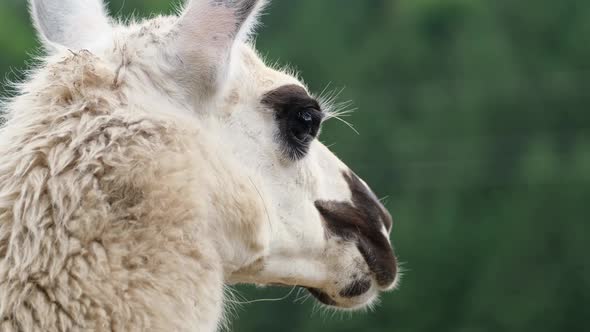 White alpaca stands alone and looks away. Llama animal close up head.