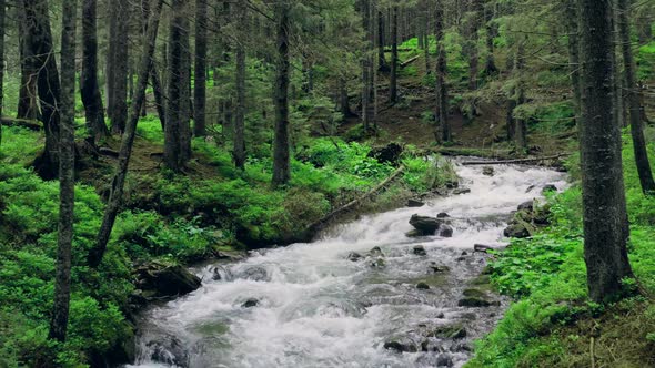 River Mountain Forest Green Wild Clean Water