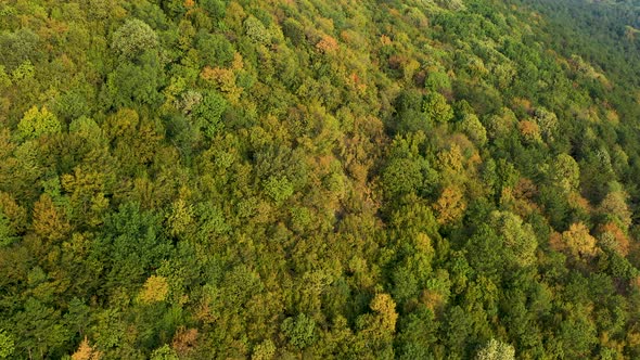 Aerial top down drone shot of autumn forest turning green to yellow