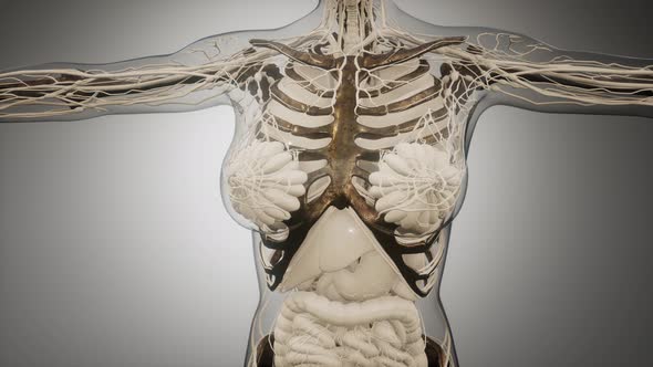 Transparent Human Body with Visible Bones alt