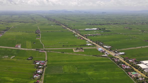 The Paddy Rice Fields of Kedah and Perlis, Malaysia