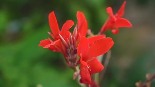 Red Canna Indica Lily or Edible Canna Flower Beautiful on a Tree in the Garden