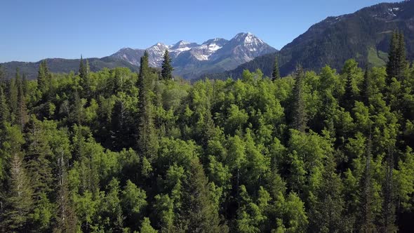 Aerial view flying over green forest revealing canyon below